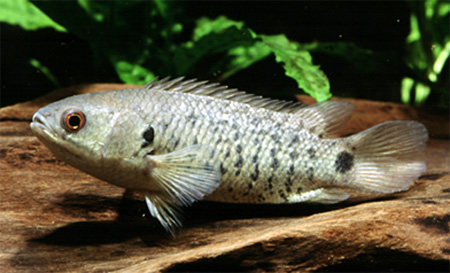 Анабас или рыба-ползун