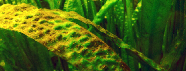 Бурые или диатомовые водоросли