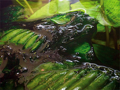 Сине-зеленые водоросли