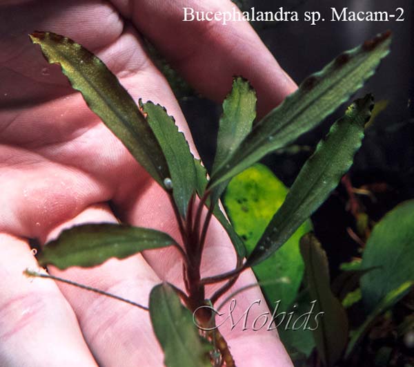 Bucephalandra sp. Macam-2 Daerah Melawi, West Kalimantan