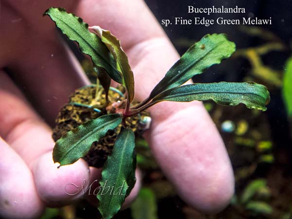 Bucephalandra sp. Fine Edge Green Melawi, West Kalimantan