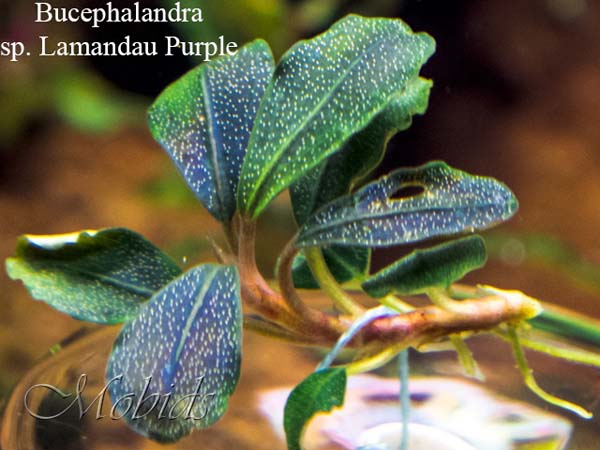 Bucephalandra sp. Lamandau Purple