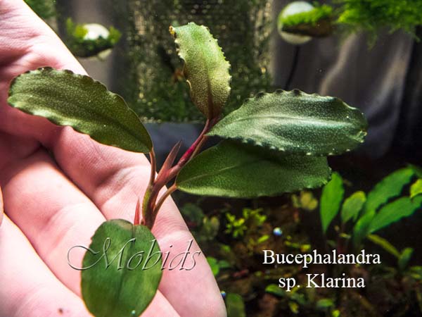 Bucephalandra sp. Klarina
